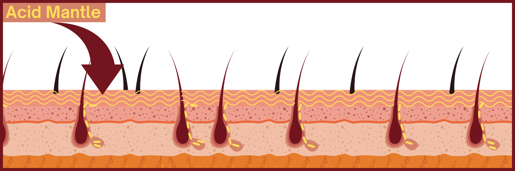 Acid mantle graphic. The acid mantle, is a combination of sebum (oil) produced by your sebaceous glands and amino acids found in your sweat.
