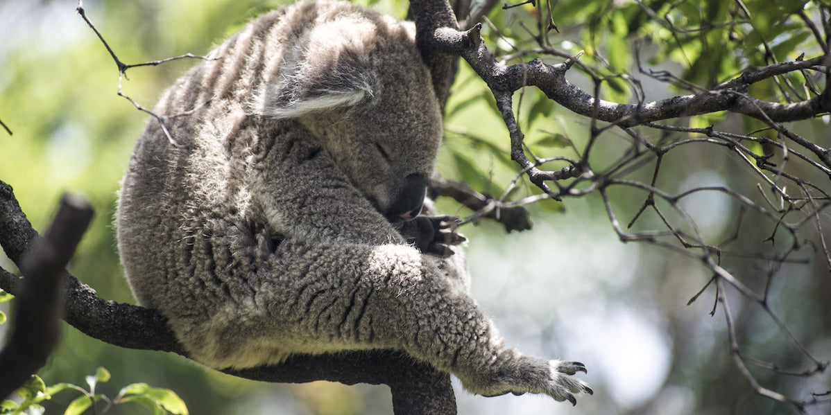 Daylight saving time: Don’t lose sleep over it