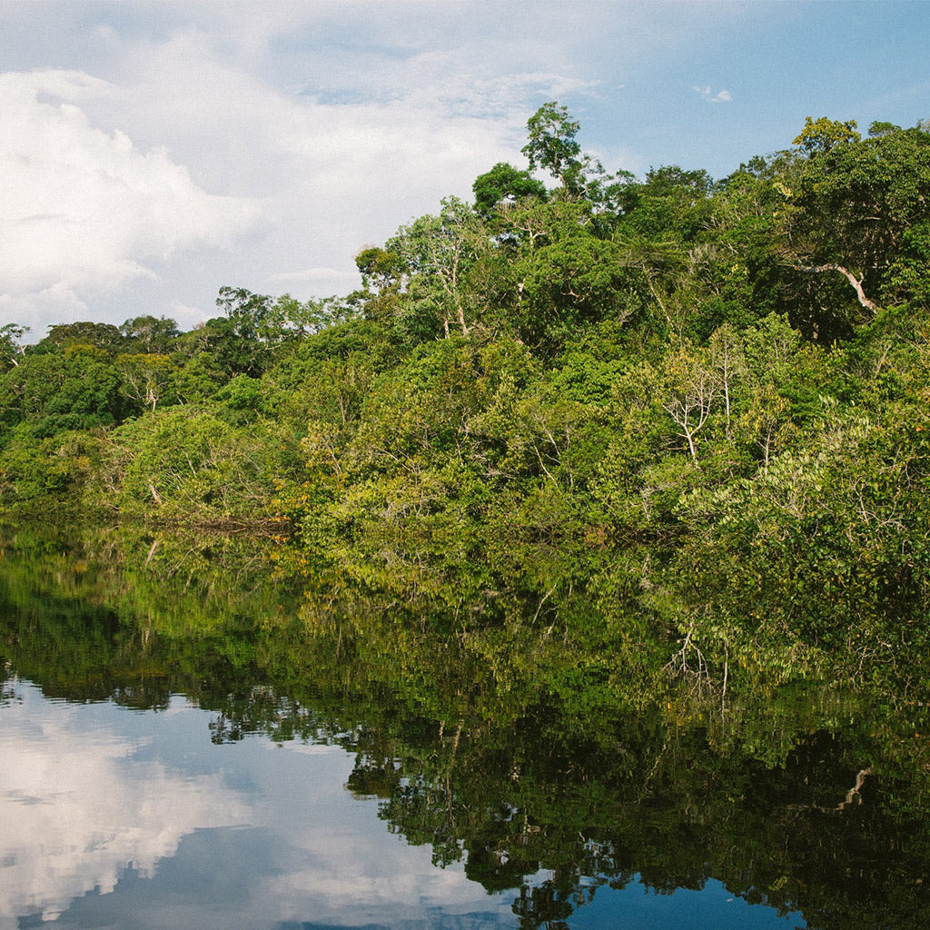 Carbon neutral shipping carbon capture amazon rainforest