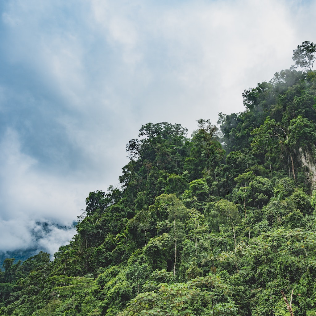 We use carbon offsets in our carbon neutral shipping program. Sustainable skincare and beard care for men