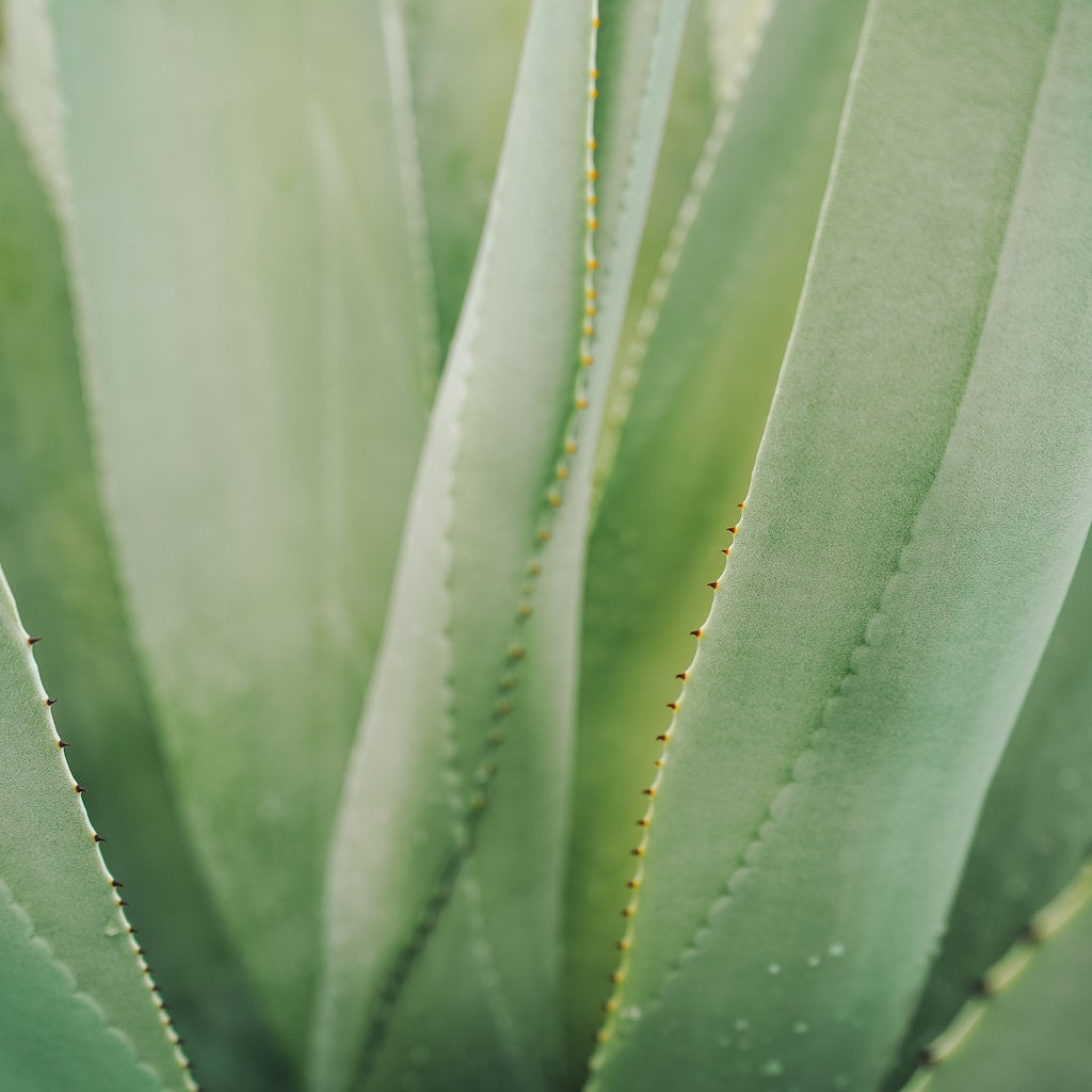 We only use sustainable ingredients of the highest quality in our skincare and beard care products