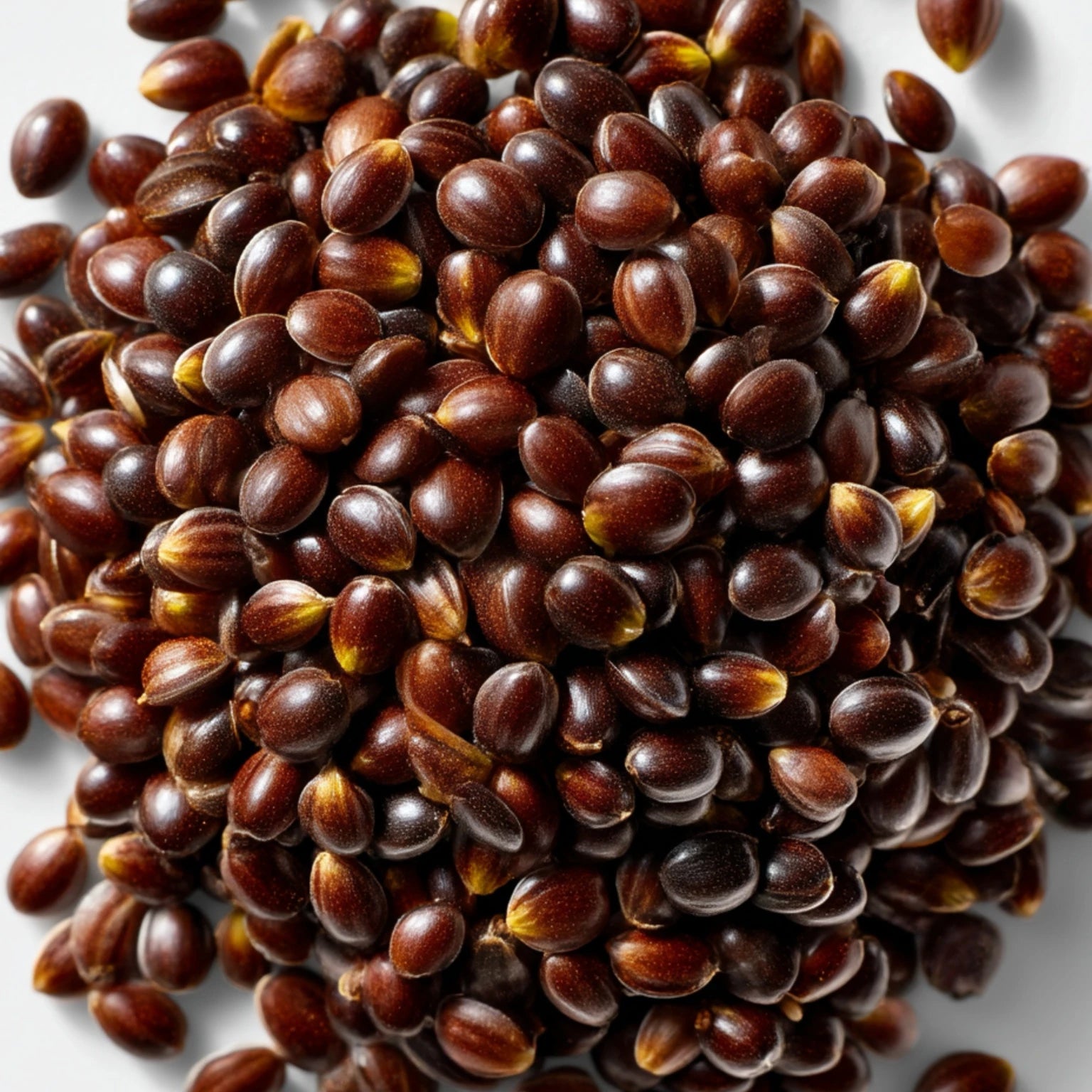 Close-up of broccoli seeds, the natural source of Broccoli Seed Oil used in Stubble & Stache’s Soften Face + Beard Oil for lightweight hydration and skin protection.