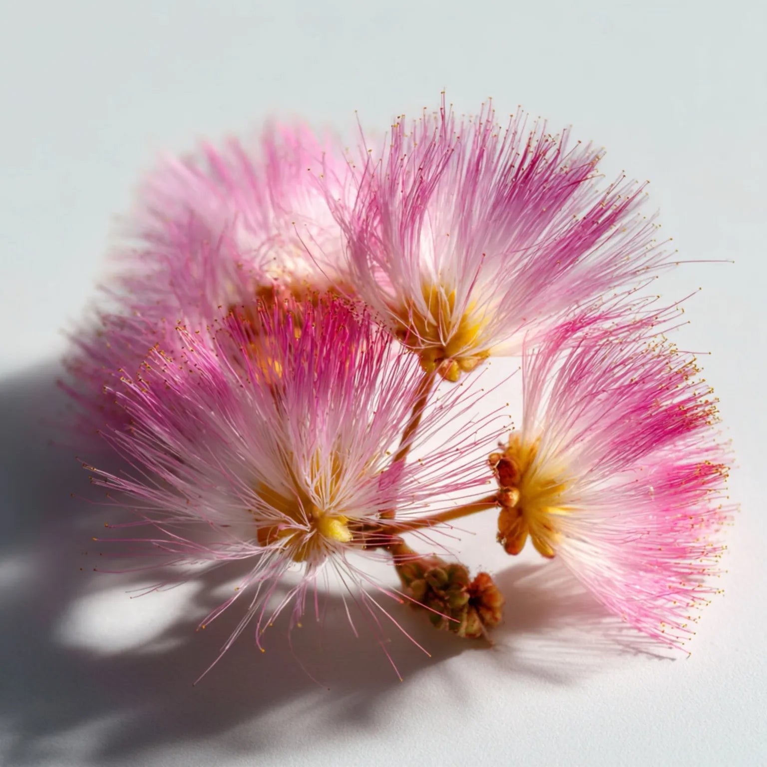 Silk tree blossoms on a light background, symbolizing silk tree bark extract in Refresh eye cream that helps combat puffiness and dark circles.