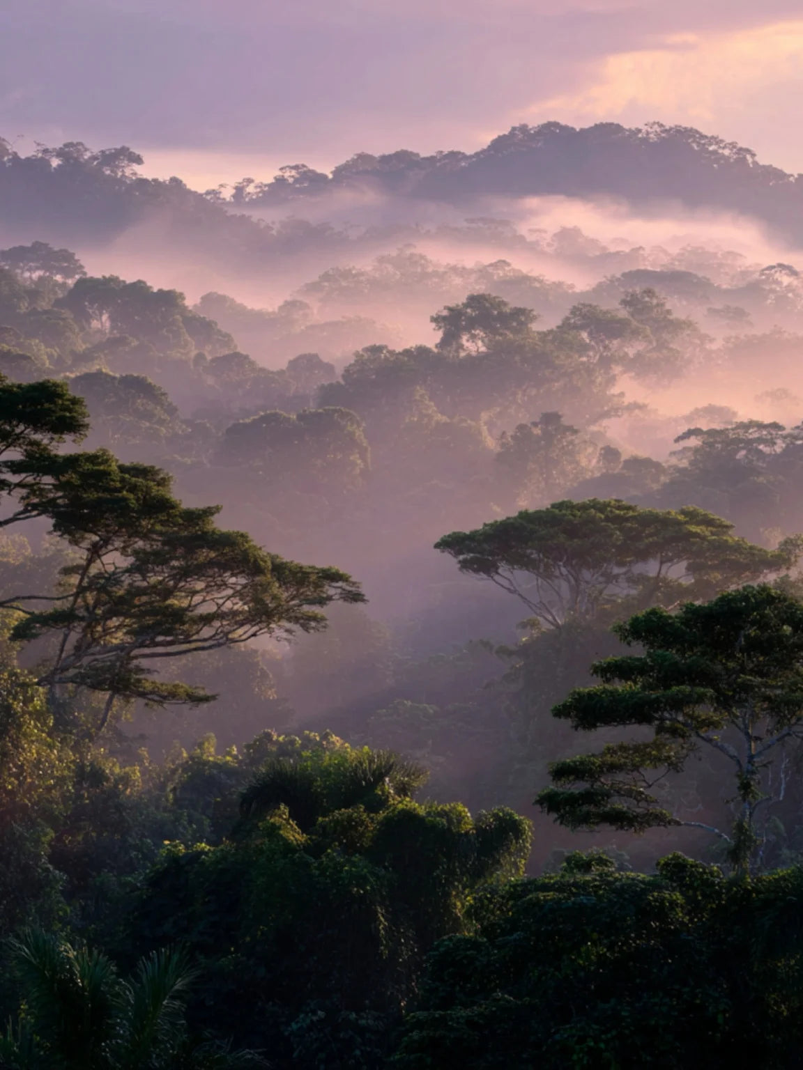 Amazon rainforest background highlighting Stubble & Stache Soften Face + Beard Oil made with rare botanicals from around the world.